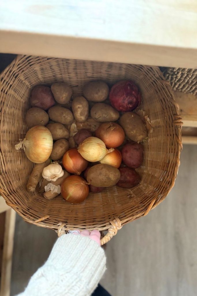 Basket full of potatoes and onions pulled out from pantry